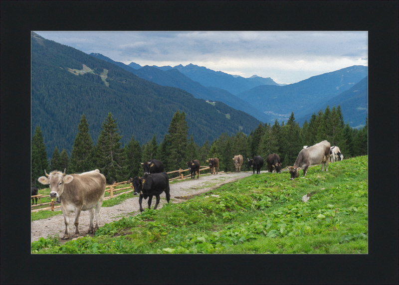 Grazing Cows at the Ritorto Hut (Adamello Brenta Nature Reserve) - Great Pictures Framed