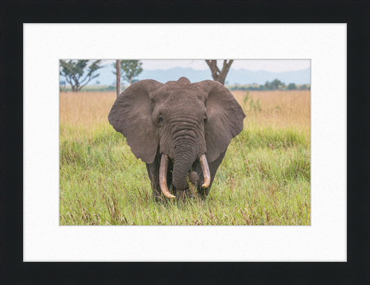 An African Elephant - Great Pictures Framed