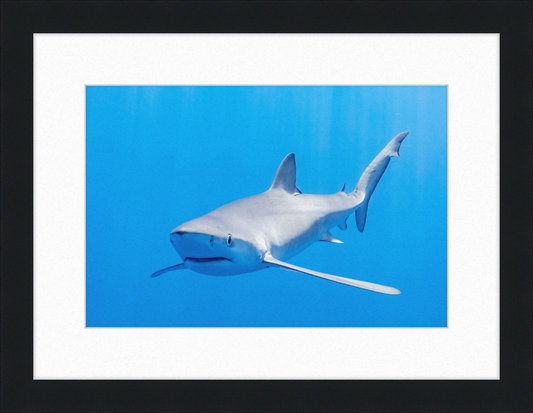 Blue Shark, Faial-Pico Channel, Azores Islands, Portugal - Great Pictures Framed