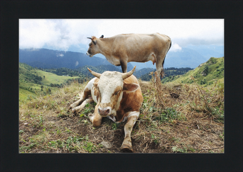 Cows in the Caucasus Mountains - Great Pictures Framed