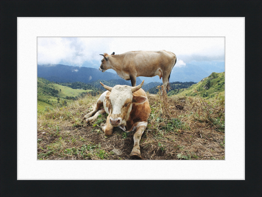 Cows in the Caucasus Mountains - Great Pictures Framed
