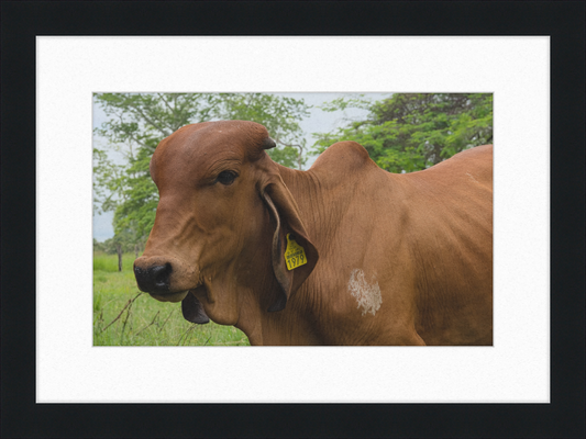A Regal Cow in Baláncan, Mexico - Great Pictures Framed