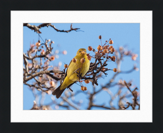 Western Tanager in Chelsea - Great Pictures Framed
