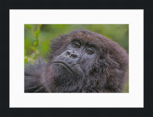 Another Mountain Gorilla in Rwanda - Great Pictures Framed