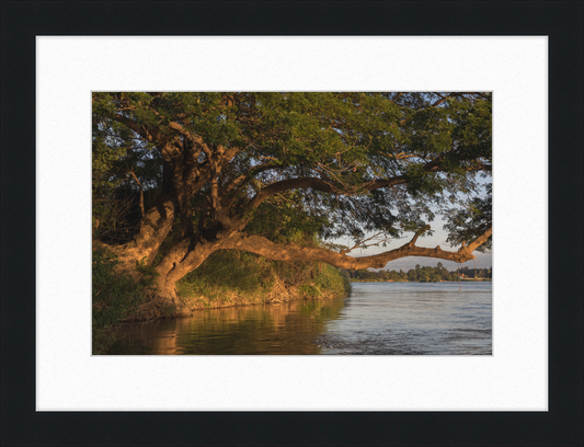 The Albizia Saman - Great Pictures Framed