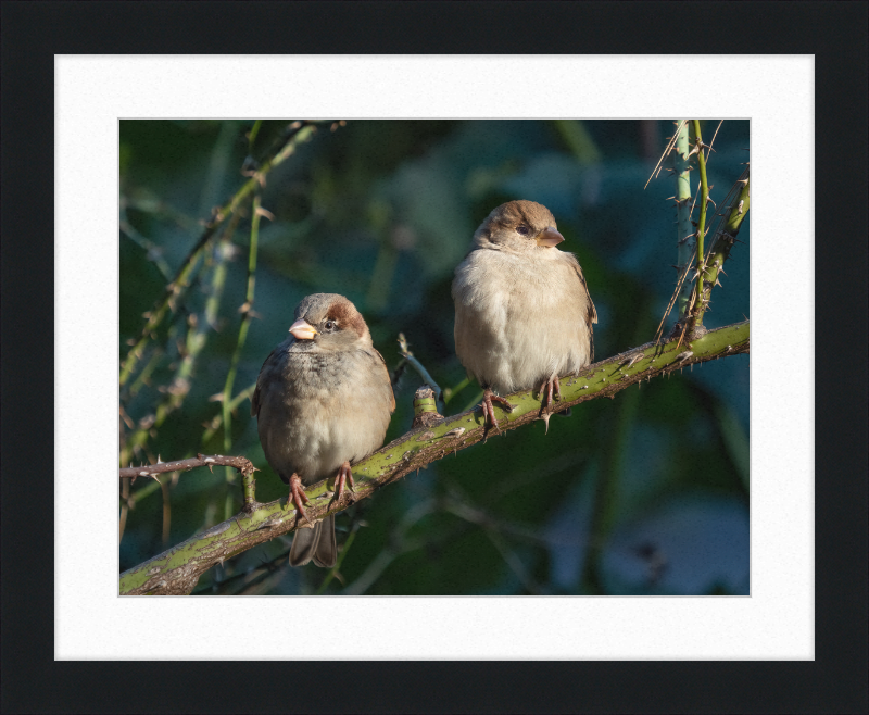 House Sparrows - Great Pictures Framed