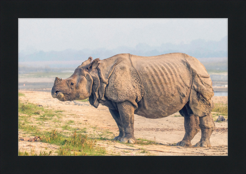 Indian Rhinoceros - Great Pictures Framed