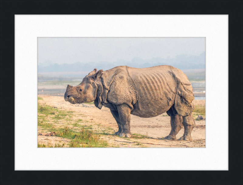 Indian Rhinoceros - Great Pictures Framed