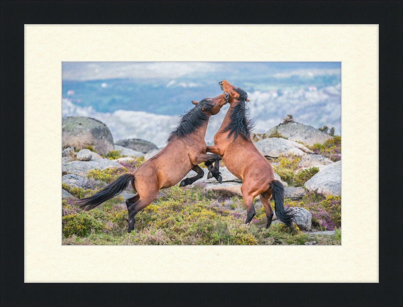 Garranos Fight - Great Pictures Framed