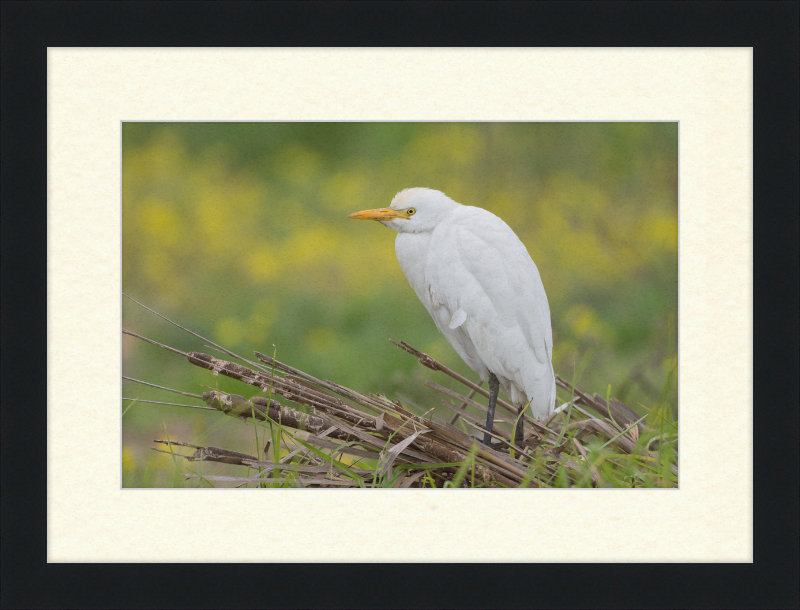 Cattle Egret on a Lake South of Tunis - Great Pictures Framed