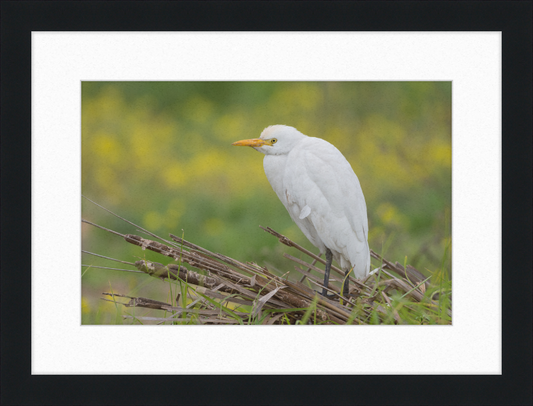 Cattle Egret on a Lake South of Tunis - Great Pictures Framed