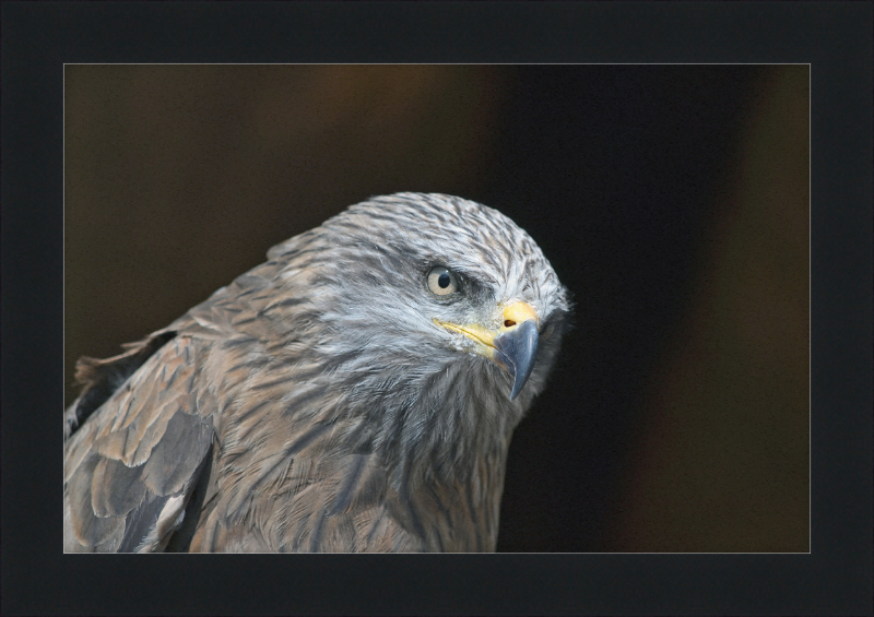 Milvus migrans - Great Pictures Framed