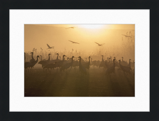 Cranes at Agamon HaHula - Great Pictures Framed