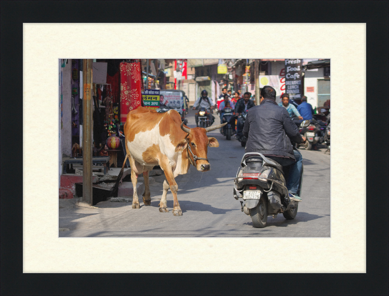 A Cow on the Streets of Udaipur - Great Pictures Framed