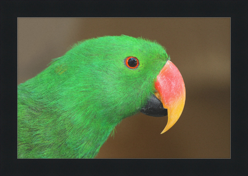 Eclectus Roratus - Great Pictures Framed