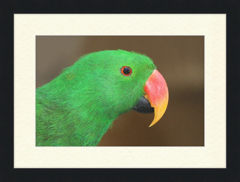 Eclectus Roratus - Great Pictures Framed