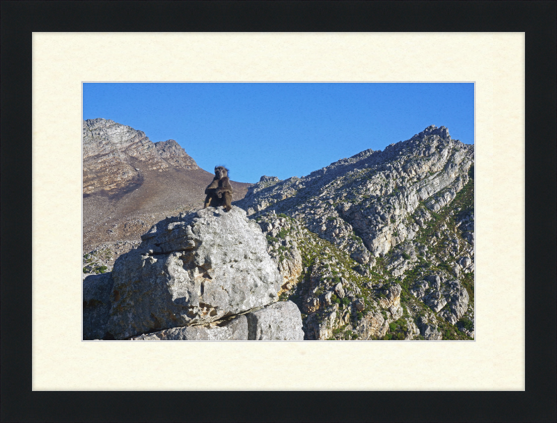 The Steenbras River Gorge Monkey - Great Pictures Framed