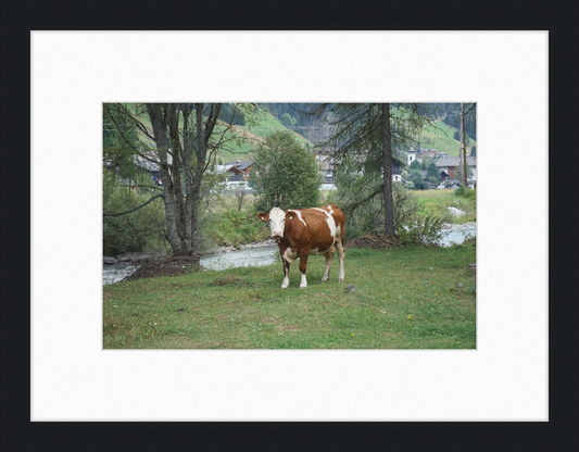 Gazing Cow on a Pasture Near St. Jakob in Defereggen - Great Pictures Framed