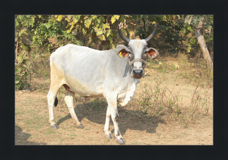 Bhopal Cow - Great Pictures Framed