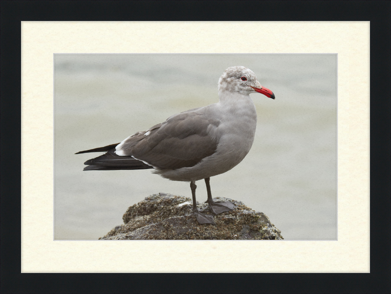 Larus Heermanni at Richardson Bay - Great Pictures Framed