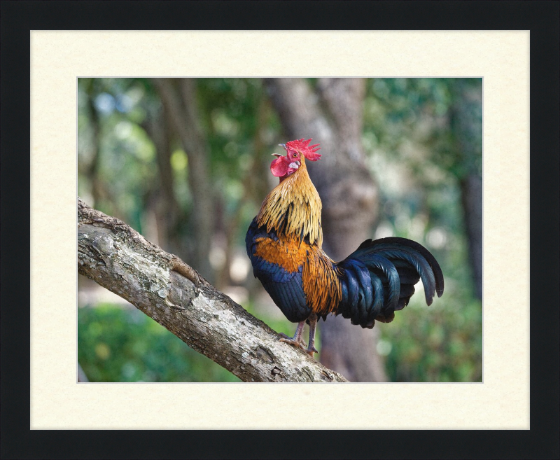 Junglefowl on Tree - Great Pictures Framed