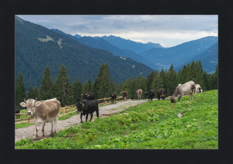 Grazing Cows at the Ritorto Hut (Adamello Brenta Nature Reserve) - Great Pictures Framed