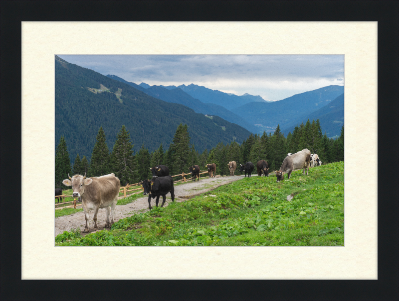 Grazing Cows at the Ritorto Hut (Adamello Brenta Nature Reserve) - Great Pictures Framed