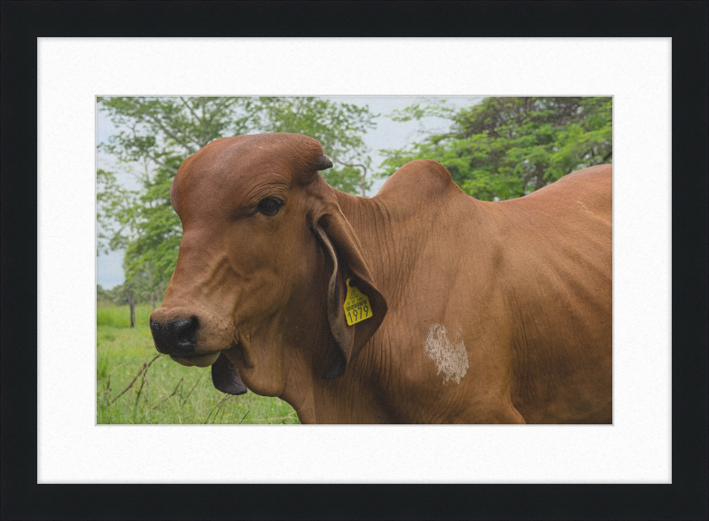 A Regal Cow in Baláncan, Mexico - Great Pictures Framed