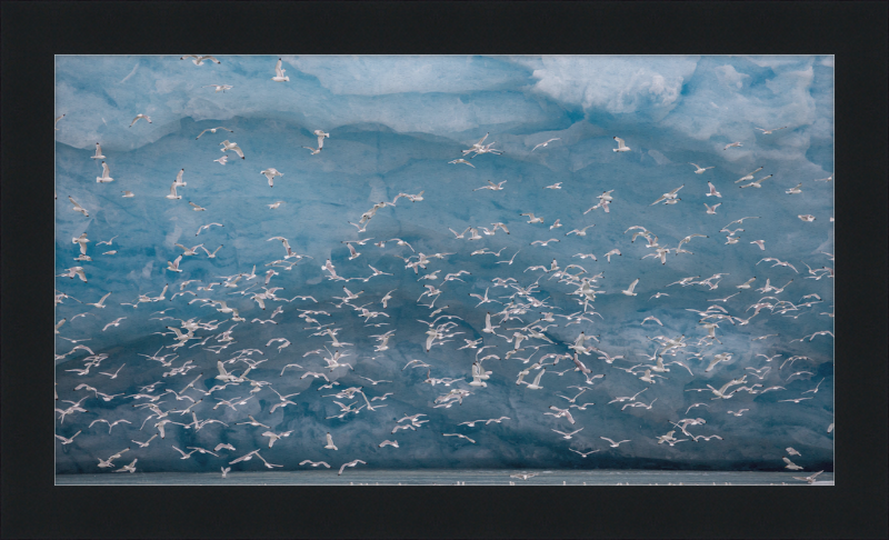 Kittywakes (Rissa Tridactyla) Hunting Fish at a Glacier on Svalbard - Great Pictures Framed