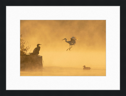 A Cormorant, an Egret, and a Duck at Taudha Lake, Nepal - Great Pictures Framed