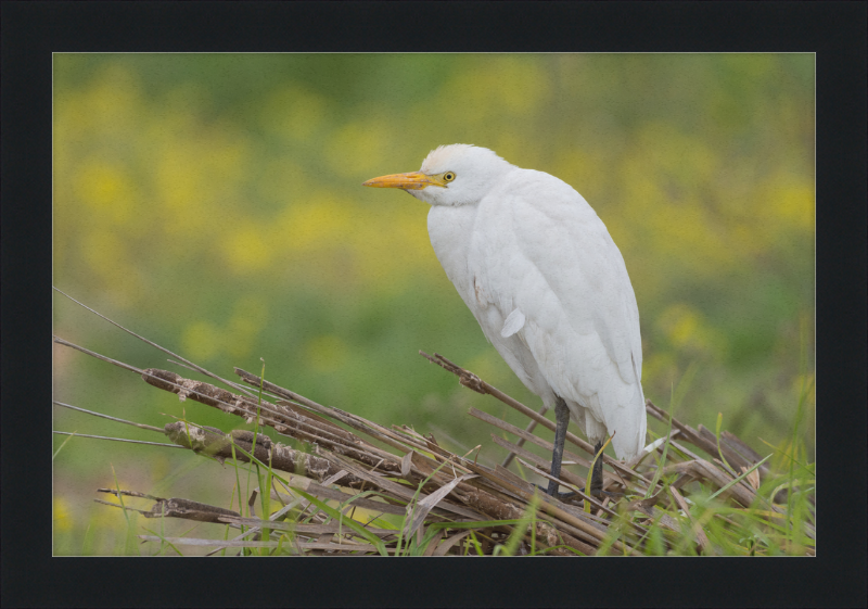 Cattle Egret on a Lake South of Tunis - Great Pictures Framed