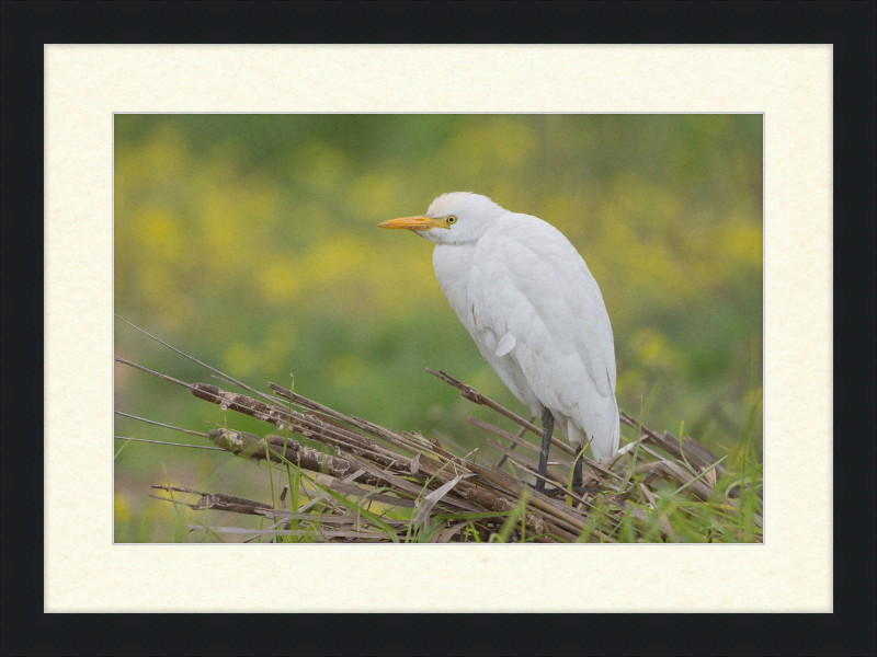 Cattle Egret on a Lake South of Tunis - Great Pictures Framed