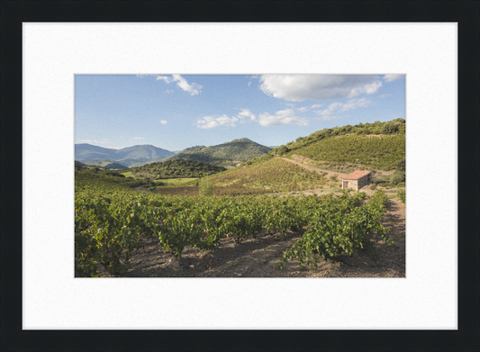 Hills and Vineyards near Roquebrun - Great Pictures Framed