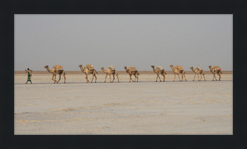 Camel Caravan - Great Pictures Framed