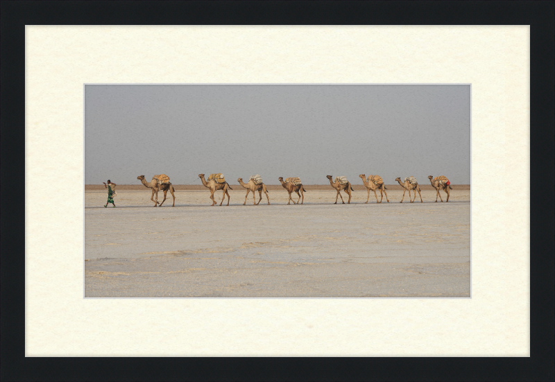 Camel Caravan - Great Pictures Framed