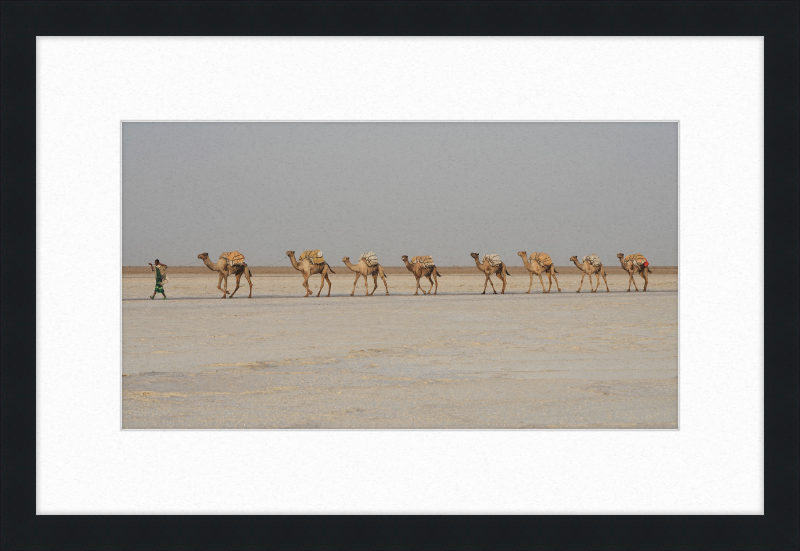 Camel Caravan - Great Pictures Framed