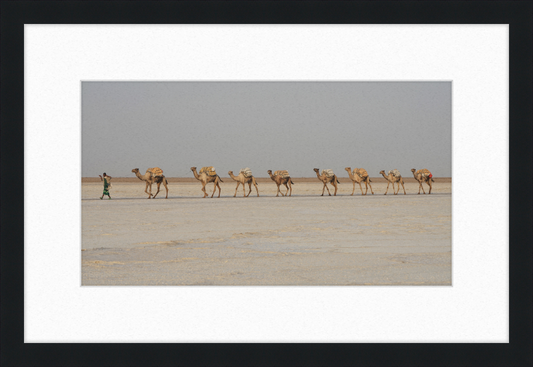 Camel Caravan - Great Pictures Framed