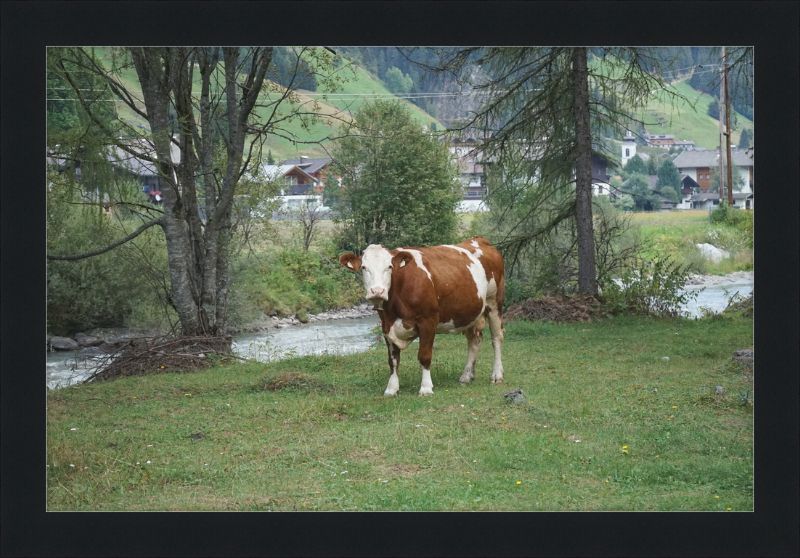 Gazing Cow on a Pasture Near St. Jakob in Defereggen - Great Pictures Framed