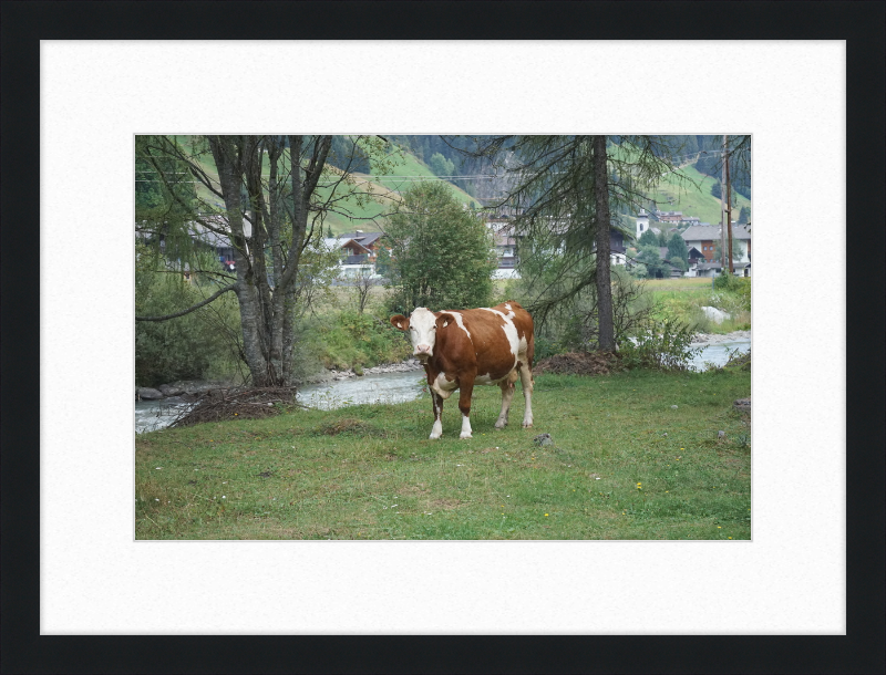 Gazing Cow on a Pasture Near St. Jakob in Defereggen - Great Pictures Framed