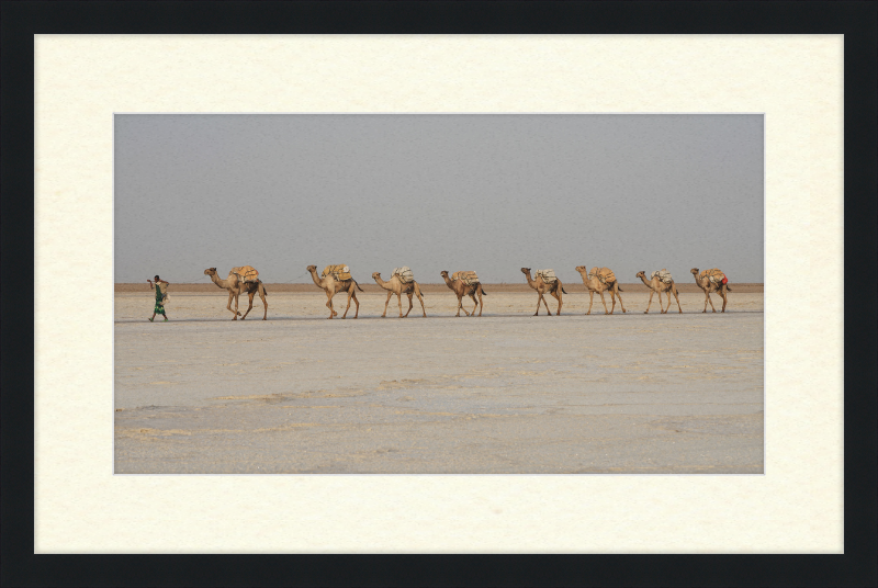 Camel Caravan - Great Pictures Framed