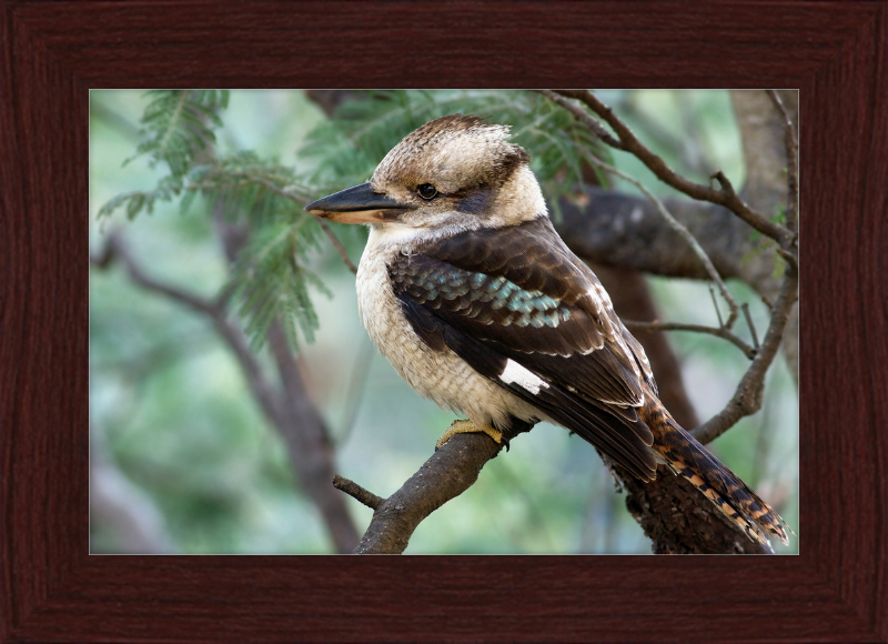 The New Guinea Kingfisher in its Natural Habitat - Great Pictures Framed