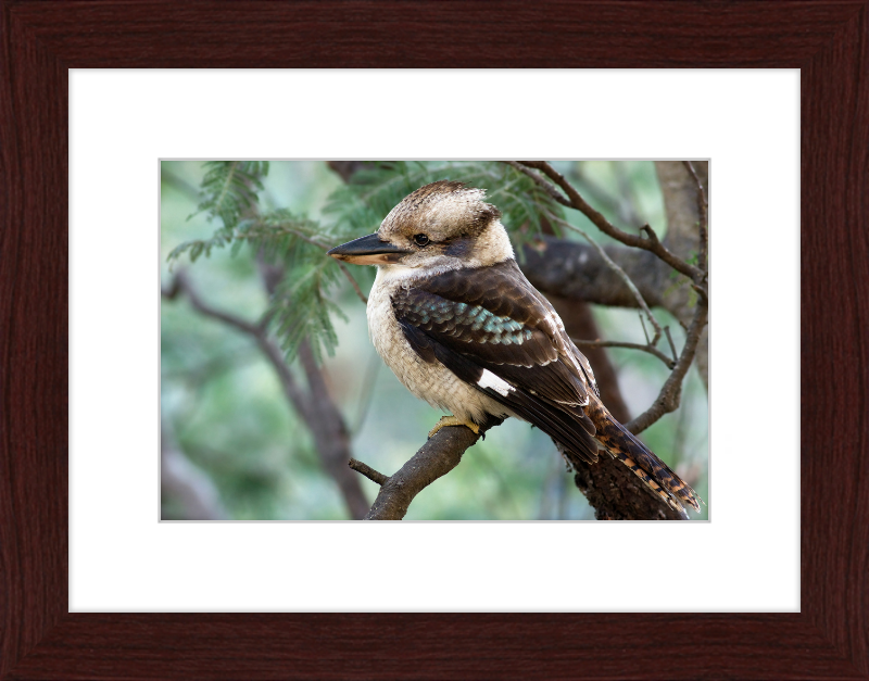 The New Guinea Kingfisher in its Natural Habitat - Great Pictures Framed