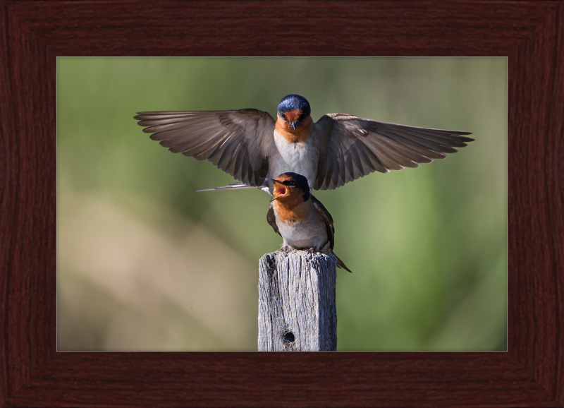 Hirundo neoxena - Gould's Lagoon - Great Pictures Framed