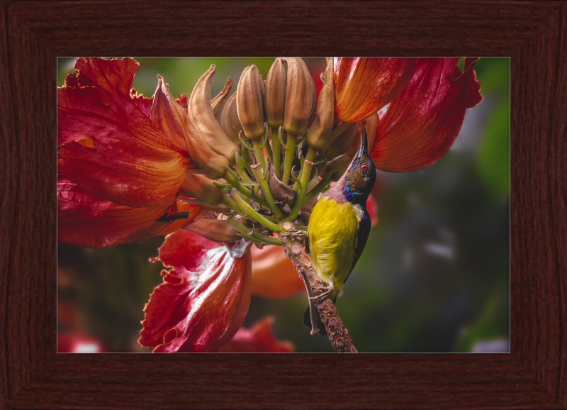 Flowerish Sunbird - Great Pictures Framed