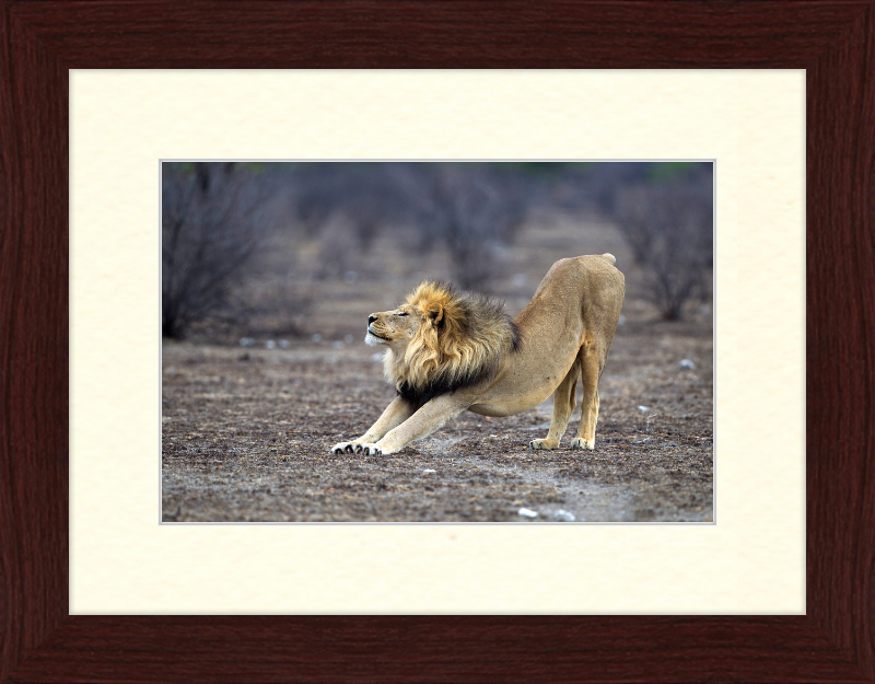 Panthera Leo Stretching in Etosha - Great Pictures Framed