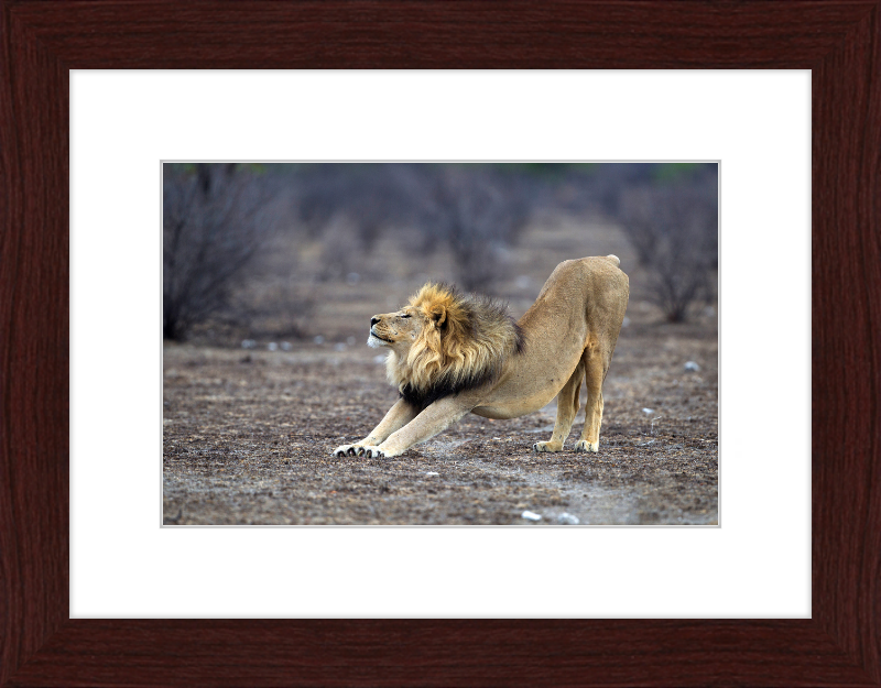 Panthera Leo Stretching in Etosha - Great Pictures Framed