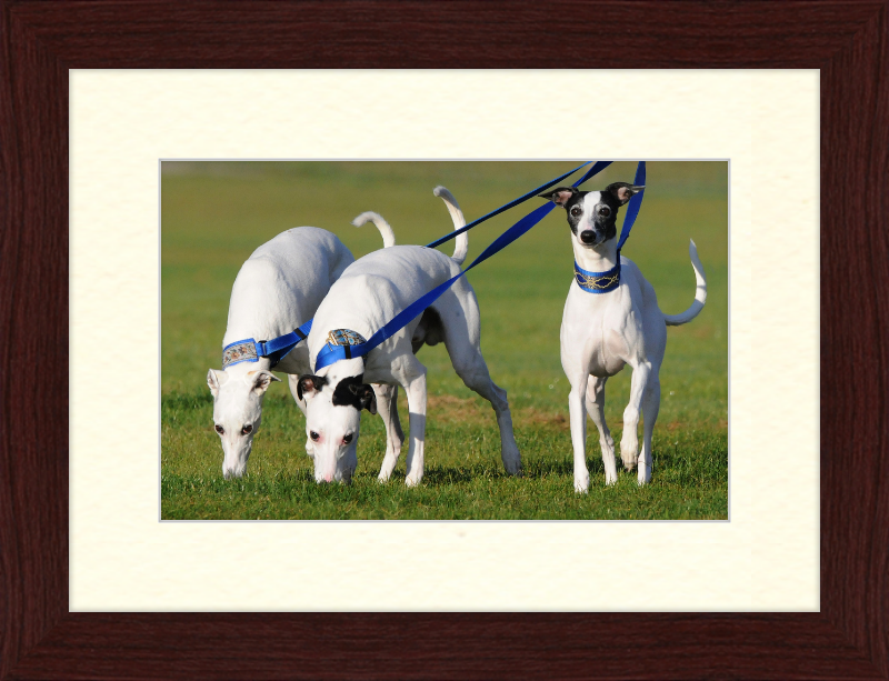 Fireworks Whippets - Great Pictures Framed