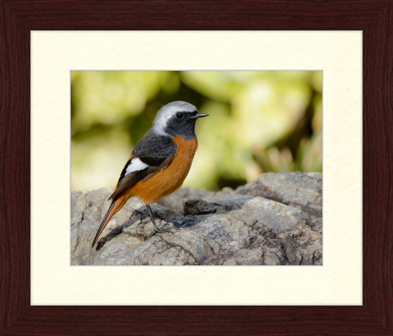 Daurian Redstart - Great Pictures Framed