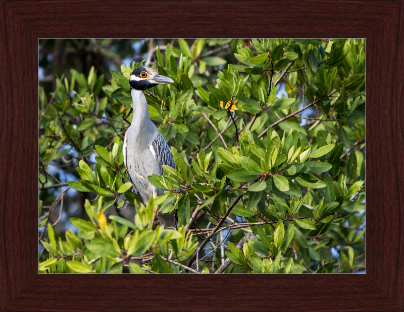 Yellow Crowned Night Heron in la Manzanilla Mexico - Great Pictures Framed