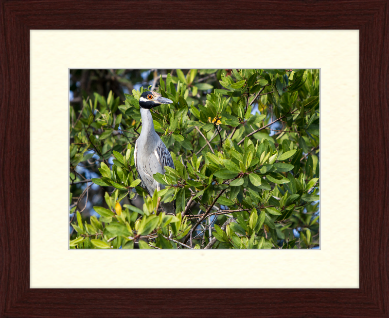 Yellow Crowned Night Heron in la Manzanilla Mexico - Great Pictures Framed